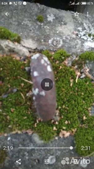 Септики жби