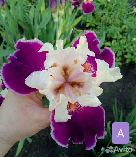 Ирис высокий бородатый