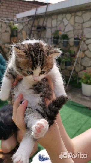 Продам котят