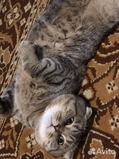 Шотландский кот вязка