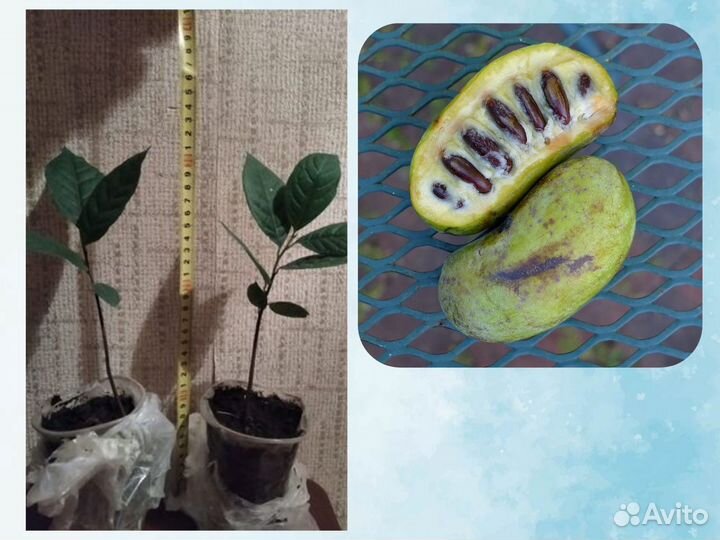 Саженцы Азимины, Русское манго