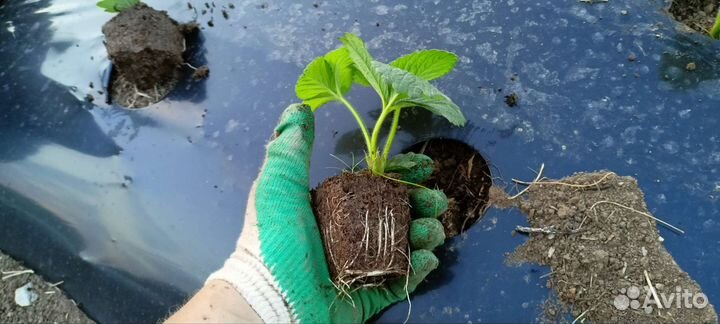 Саженцы клубники фестивальная