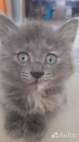 Кошка в дар