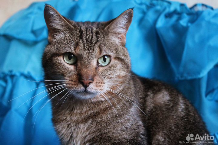 Полосатая кошка Ириска в добрые руки