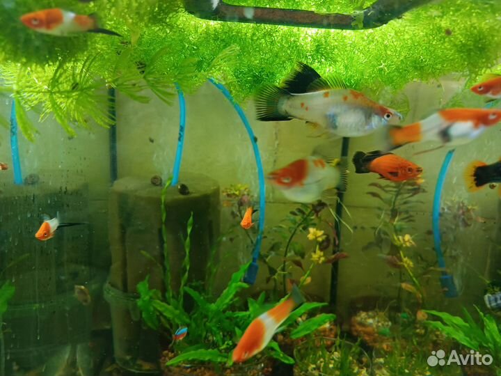 Аквариумные рыбки, меченосцы