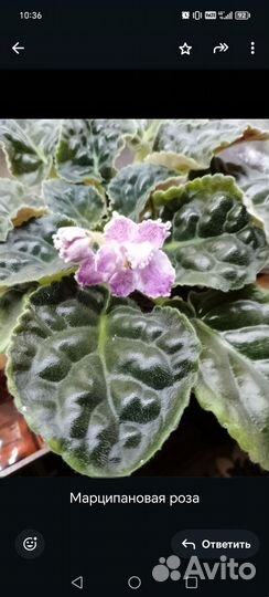 Фиалки цветущие в горшке