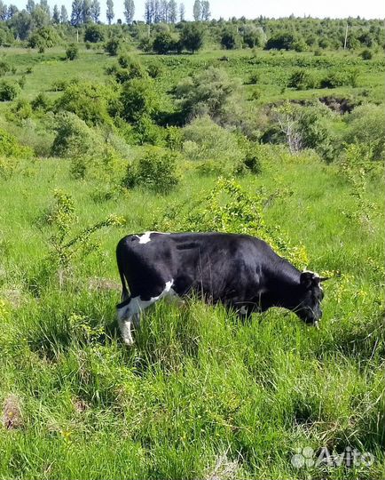 Телята мясной породы бычки