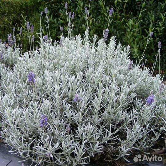 Декоративные растения