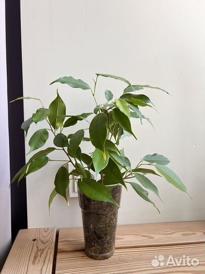 Фикус Бенджамина