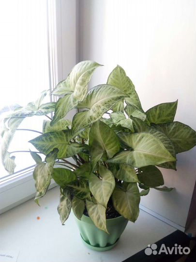 Герань,толстянка,сингнониум,индийский лук