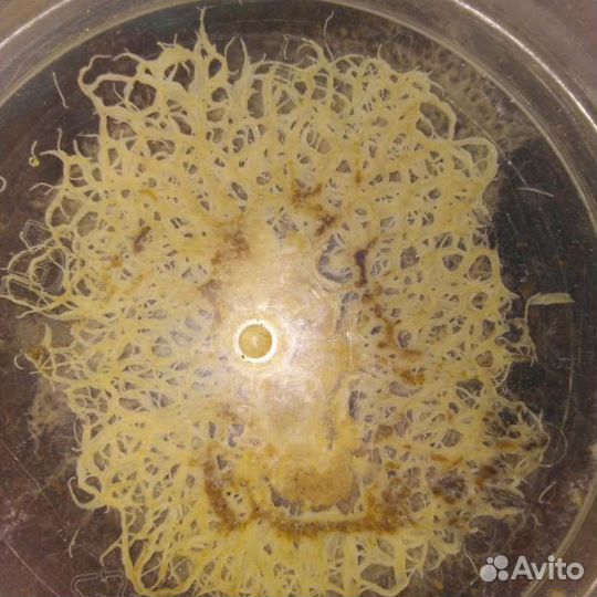 Гриндальский червь