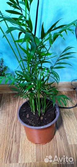 Хамедорея элеганс