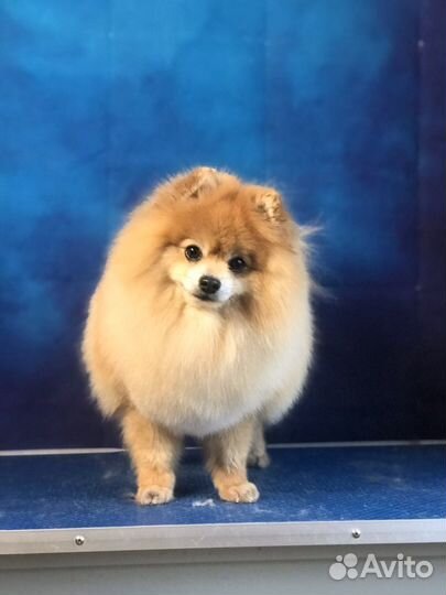 Груминг собак в Чертаново