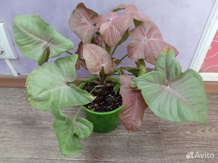 Сингониум неон