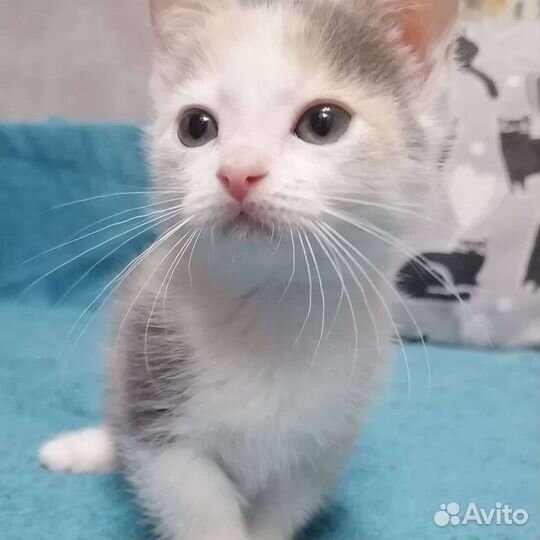 Манчкин