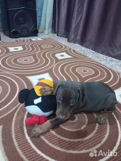 Щенок добермана коричневый