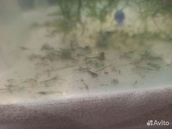 Аквариумные креветки продажа