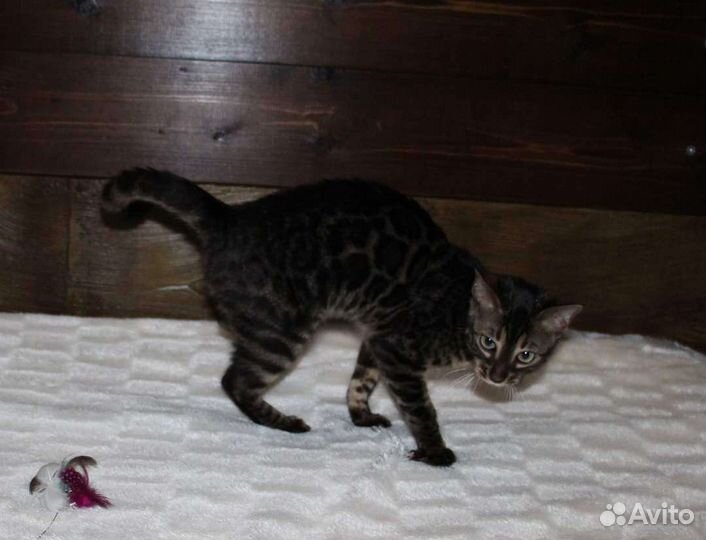 Пристраивается кошка