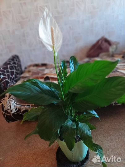 Спатифиллум