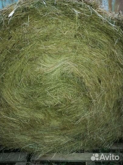 Сено свежое в рулонах местное