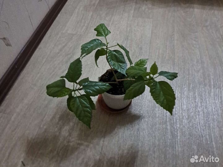 Гибискус китайская роза