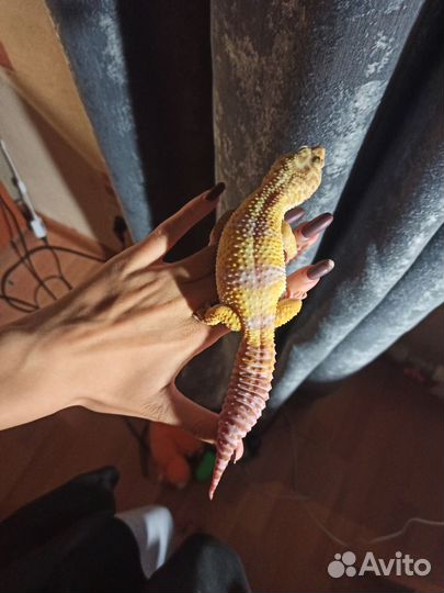 Геккон эублефар