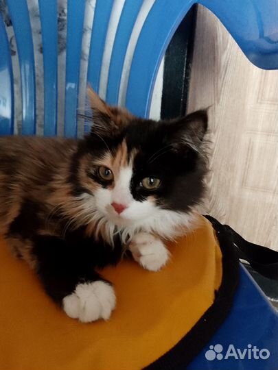 Кошка