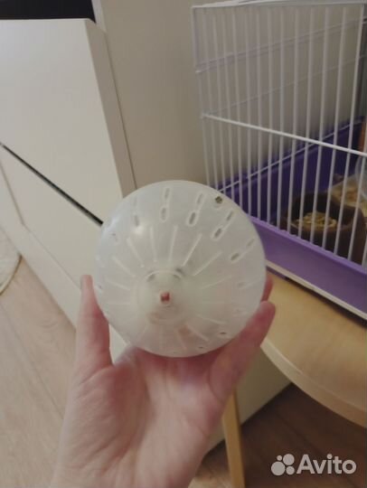 Джунгарский хомяк