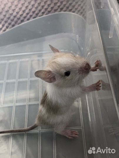 Дегу цветные из питомника