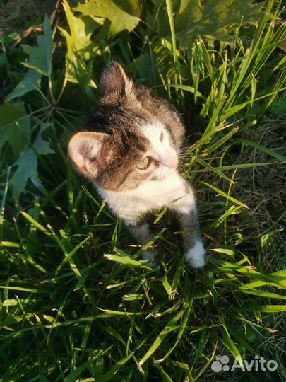 Кошечка в добрые руки