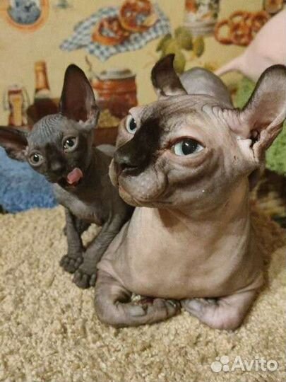 Вязка сфинкс эльф