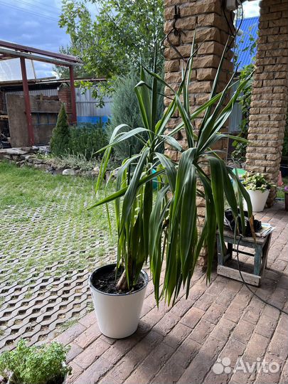 Пальма юкка