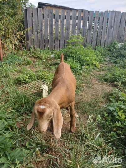 Англо нубийский козлик