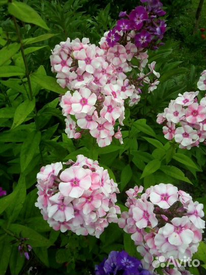 Флоксы сортовые.хризантемы