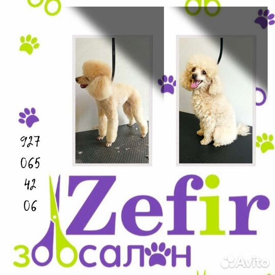 Стрижка собак и кошек