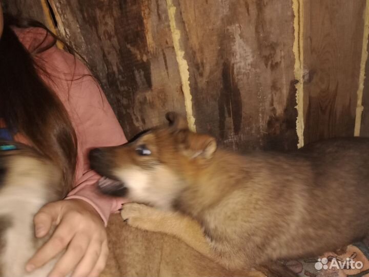 Щенки дворняжки