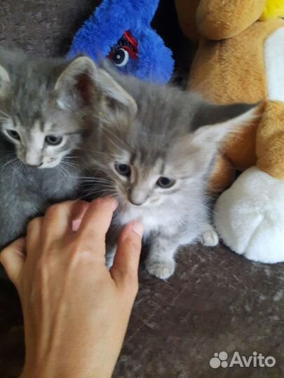 Отдам котят в добрые руки