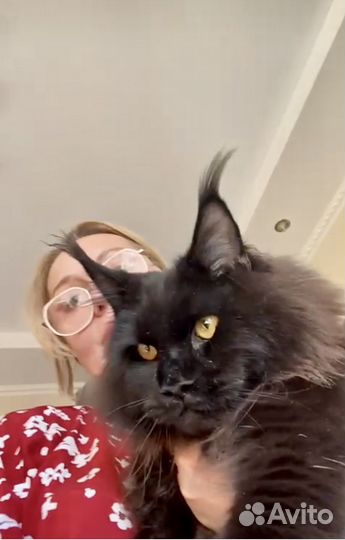 Передержка и социализация животных