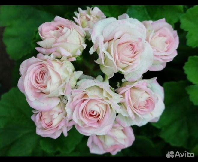 Пеларгония Ю- Царская невеста