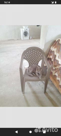 Британские котята