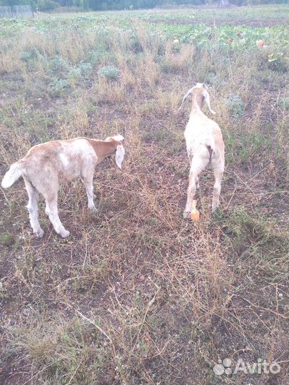 Русская борзая