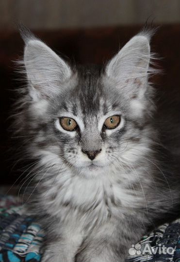 Мейн-кун замечательные котята