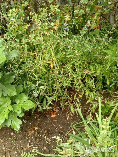 Снежноягодник.Кариоптерис.Райграс