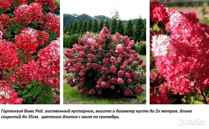 Растения