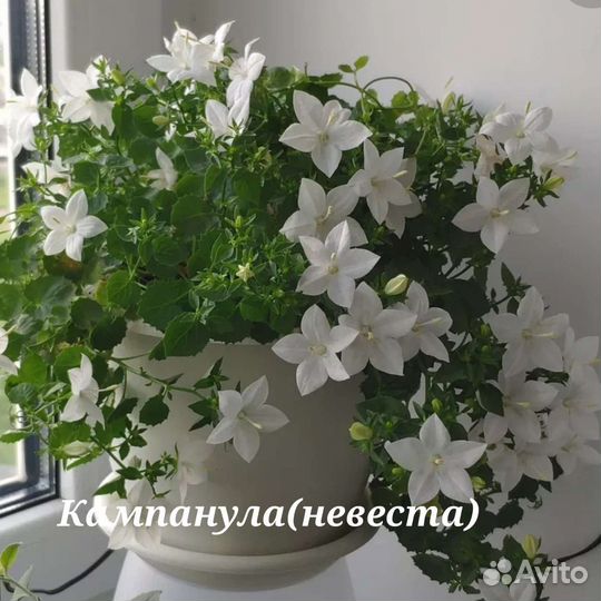 Кампанула (жених и невеста)