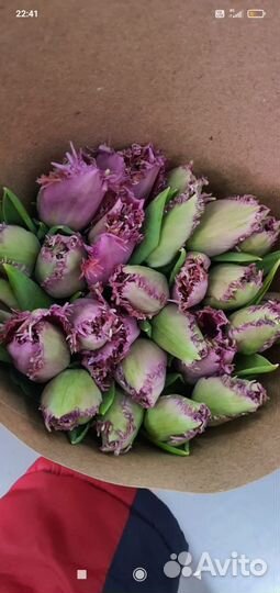 Луковицы тюльпанов