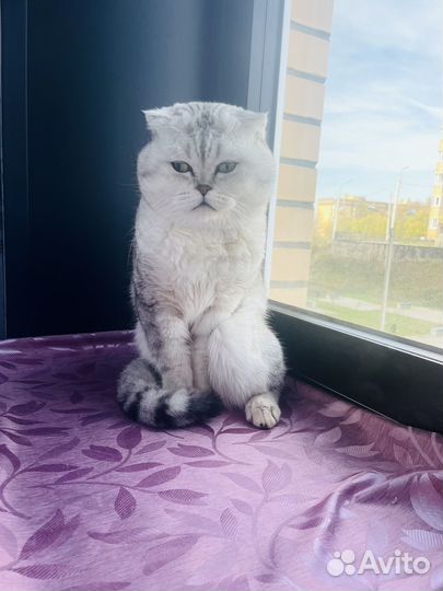 Шотландский кот