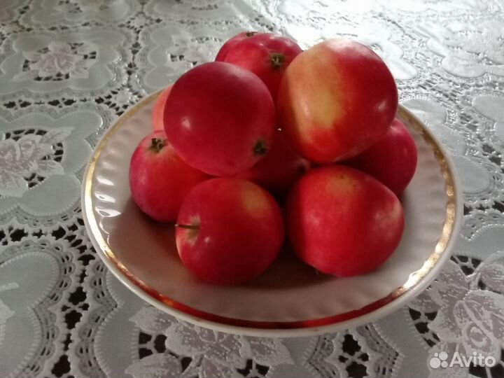 Рвнетки(полукультурка)