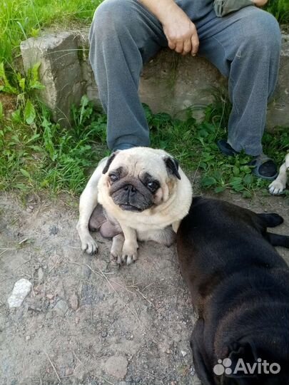 Щенки мопса