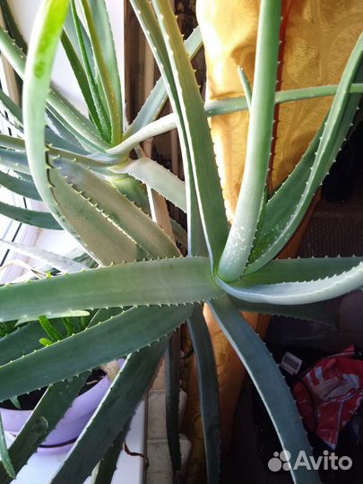 Комнатные цветы алоэ